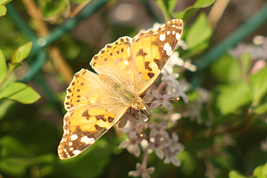 Vannesse du chardon, Distelfalter