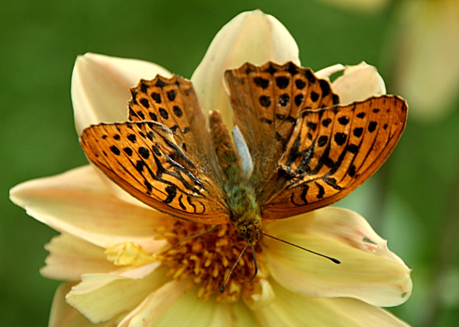 Kaisermantel, Argynnis paphia