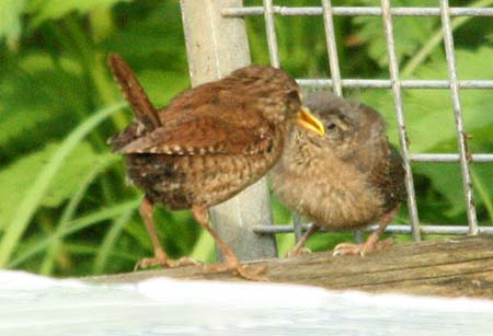 Troglodyte mignon