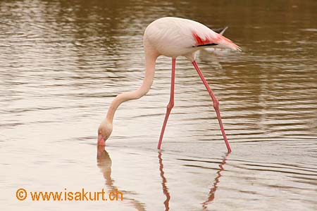 Flamant-rose-adulte