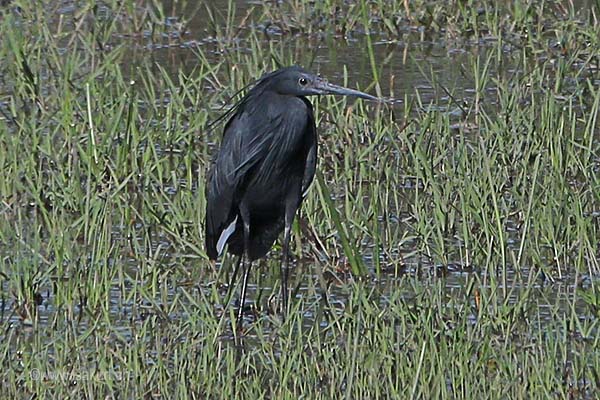 Aigrette ardoise