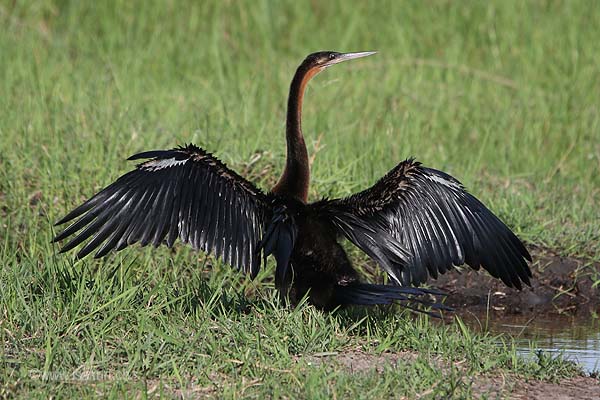 Anhinga