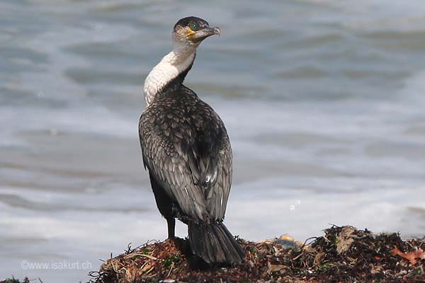 Cormoran  poitrine blanche