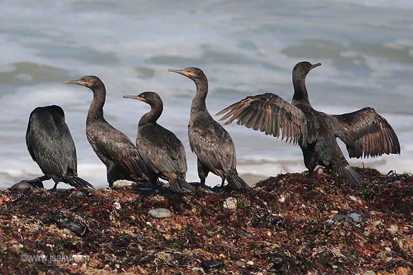 Cormoran du Cap