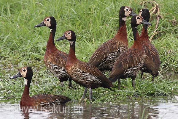 Dendrocygne