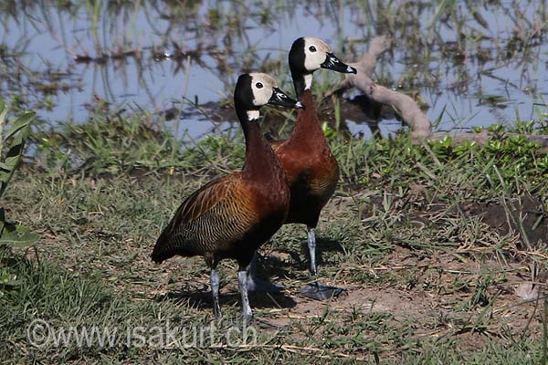 Dendrocygne