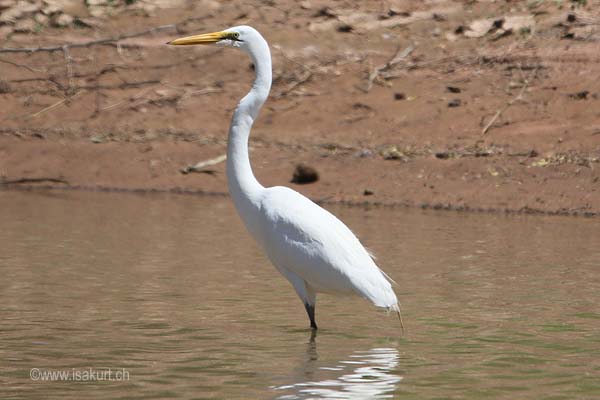 Grande aigrette