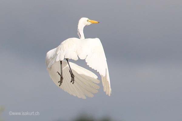 Grande aigrette