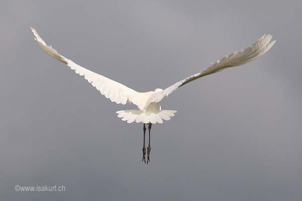 Grande aigrette