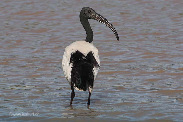 Ibis sacr