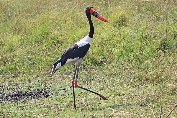 Jabiru