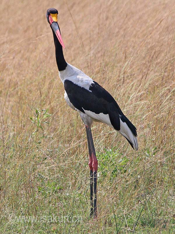 Jabiru