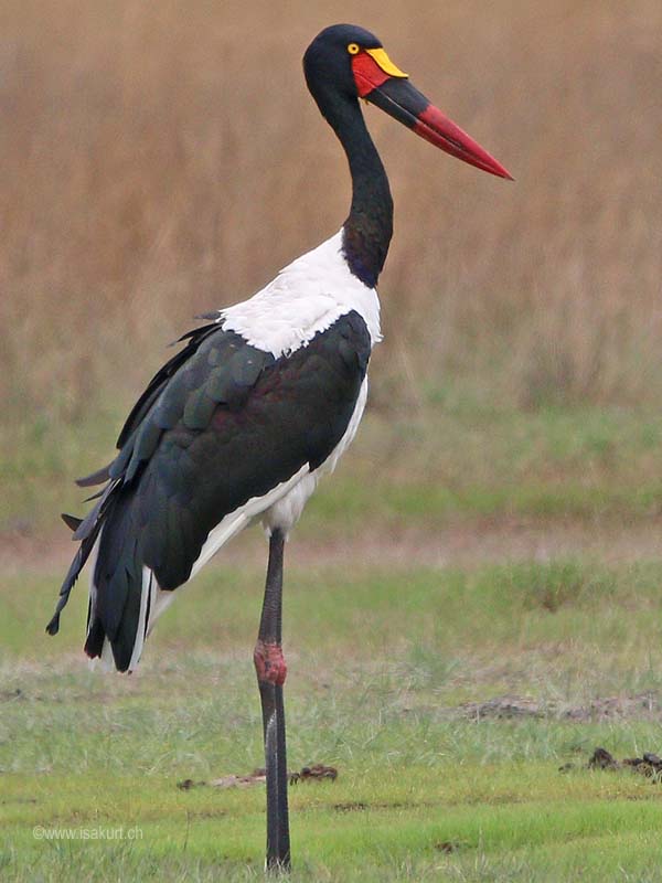 Jabiru