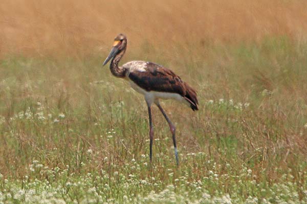 Jabiru