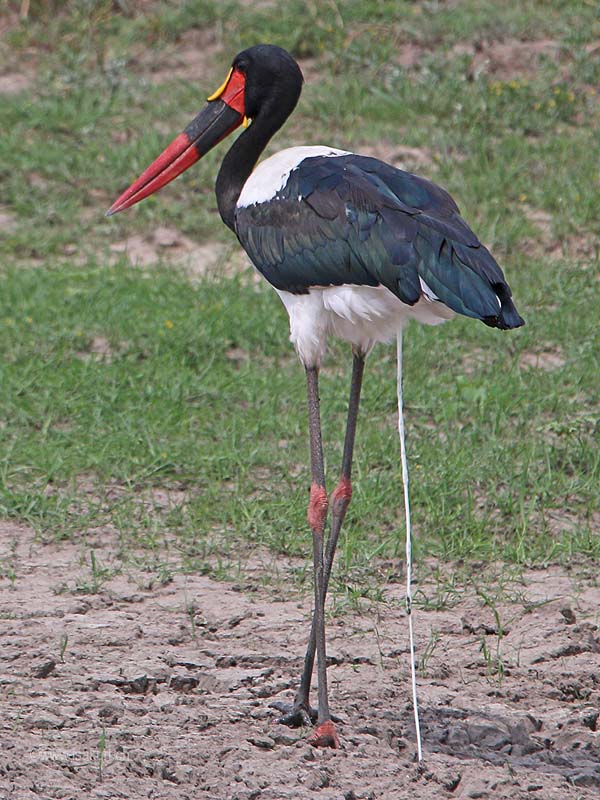 Jabiru