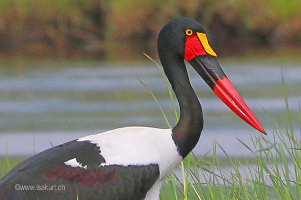 Jabiru