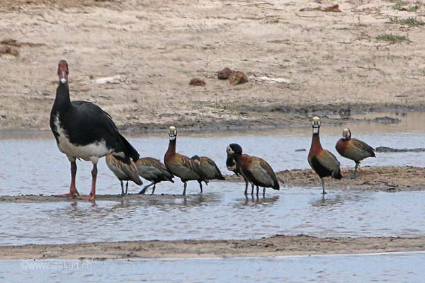 Oie de Gambie Dendrocygne