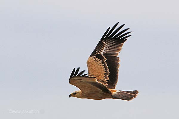 Aigle ravisseur