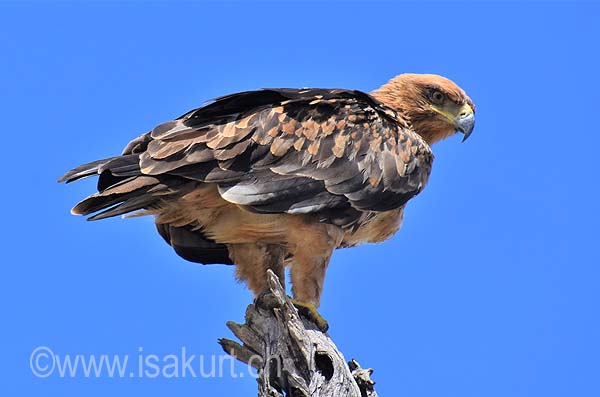 Aigle ravisseur