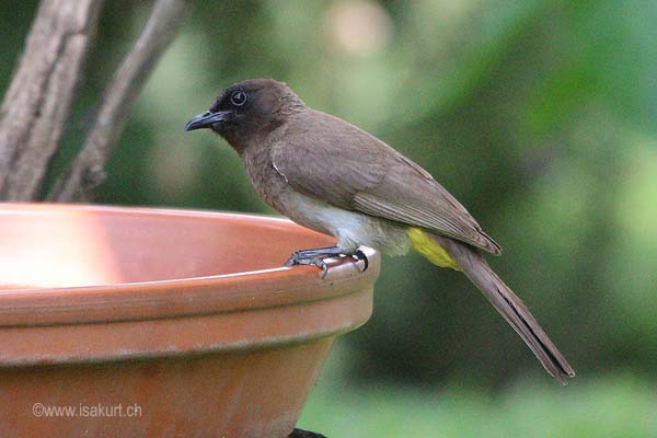 Bulbul tricolor