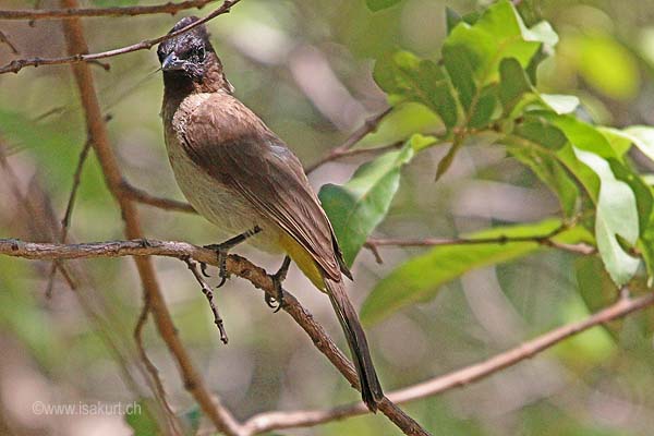 Bulbul tricolor