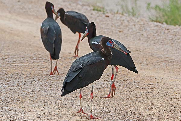 Cigogne d'Abdim