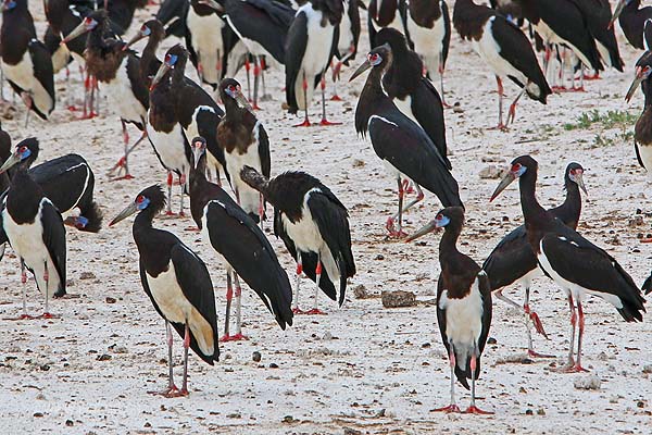 Cigogne d'Abdim