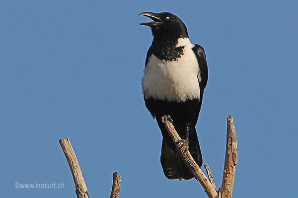 Corbeau pie