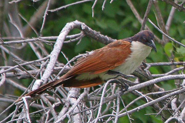 Coucal  queue cuivre