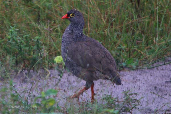 Francolin  bec rouge