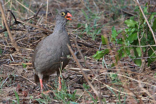 Francolin  bec rouge