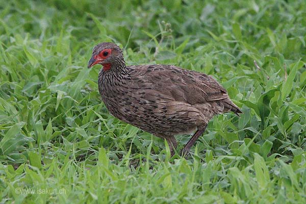 Francolin  gorge rouge