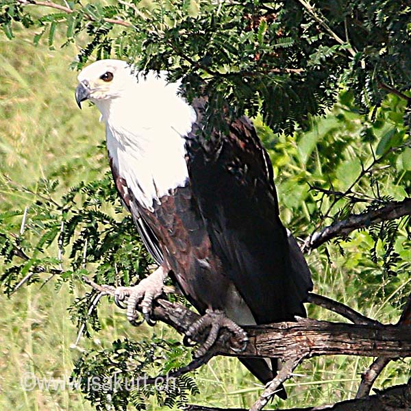 Pygargue vocifer Pygargue vocifer