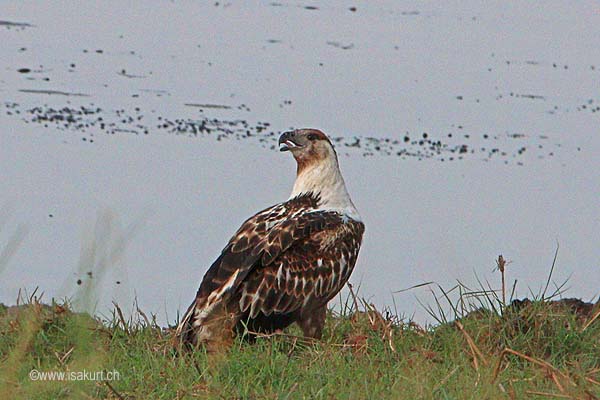 Pygargue vocifer Pygargue vocifer