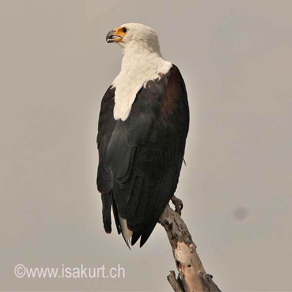 Pygargue vocifer Pygargue vocifer