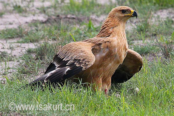 Aigle ravisseur Aigle ravisseur