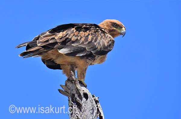 Aigle ravisseur Aigle ravisseur