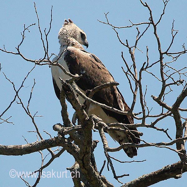 Aigle Martial immature Aigle Martial immature