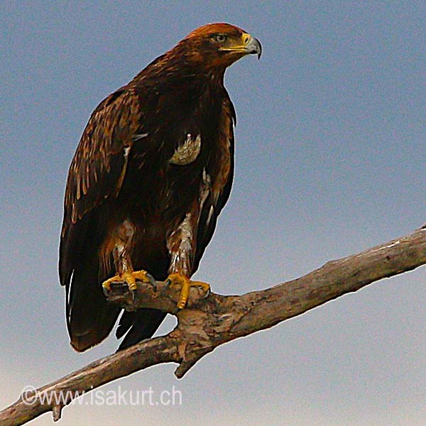 Aigle pomarin Aigle pomarin