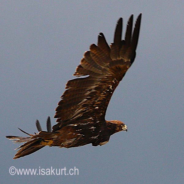 Aigle pomarin Aigle pomarin