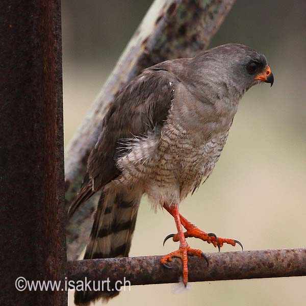 Autour sombre Autour sombre