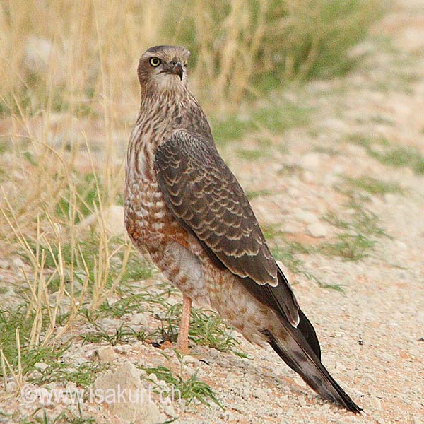 Autour chanteur Autour chanteur