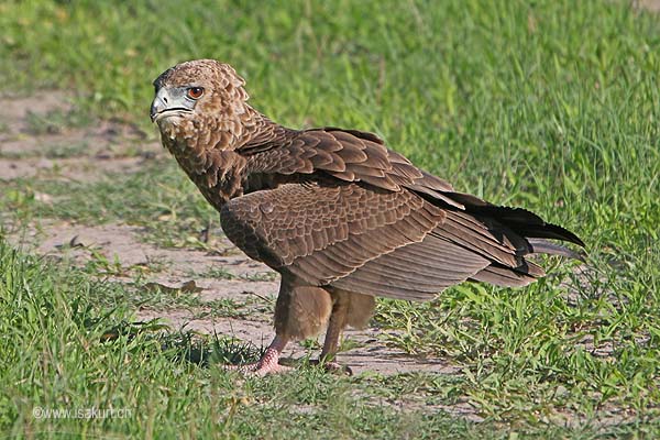 Bateleur des savannes Bateleur des savannes