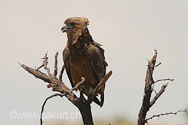 Bateleur des savannes