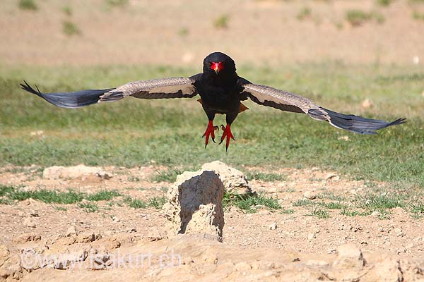 Bateleur des savannes Bateleur des savannes