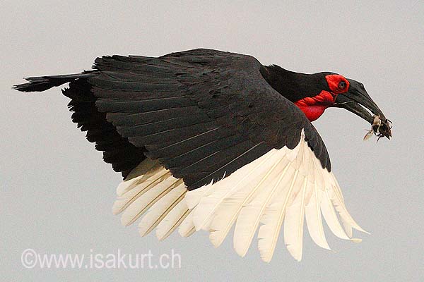 Bucorne du Sud Bucorne du Sud