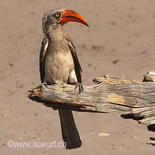 Calao de Bradfield Calao de Bradfield