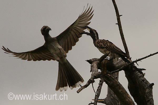Calao à bec noir Calao à bec noir