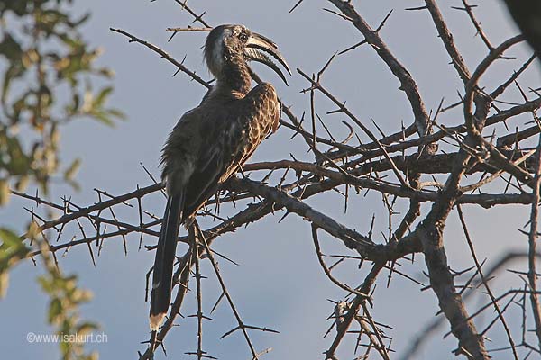 Calao à bec noir Calao à bec noir