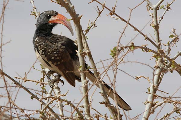 Calao de Monterio Calao de Monterio